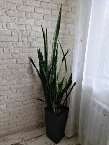 Фото номера Апартаменты Апартаменты Prime Apartments г. Гродно 13